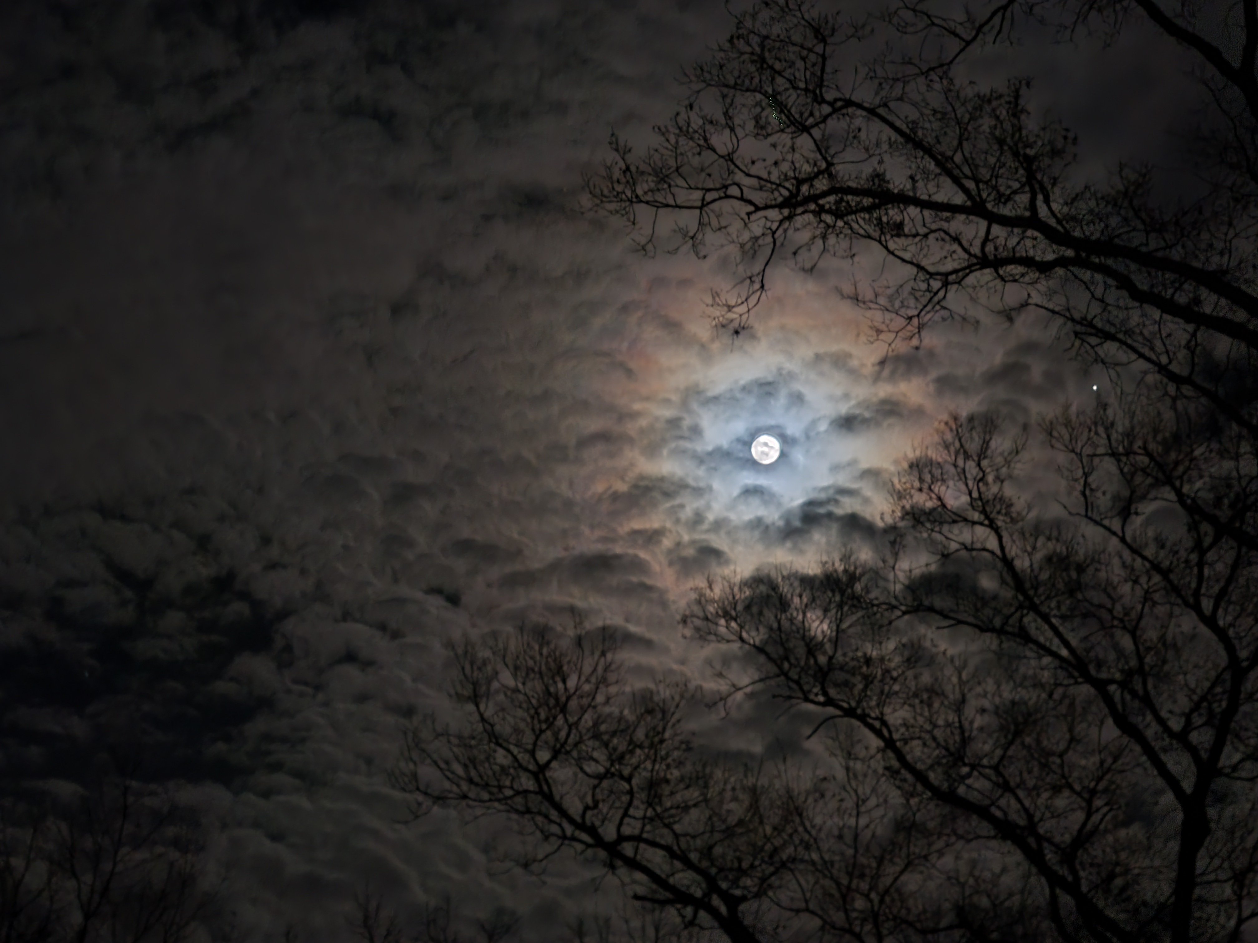 A portrait of Riley Tyler, developer of this website.